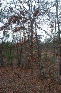 Turkey oak in winter